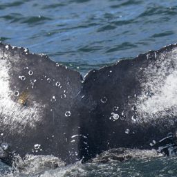 Fluke of HW-MN0805785