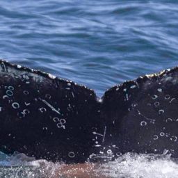 Fluke of HW-MN0805790