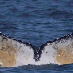 Fluke of HW-MN0805794