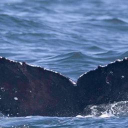 Fluke of HW-MN0805795