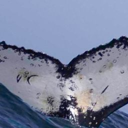 Fluke of HW-MN0805796