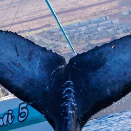 Fluke of HW-MN0445439