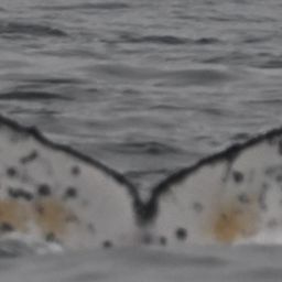 Fluke of HW-MN0805797