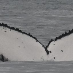 Fluke of HW-MN0805799