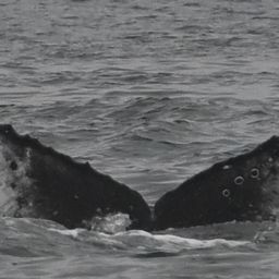 Fluke of HW-MN0805801