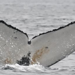 Fluke of HW-MN0805804
