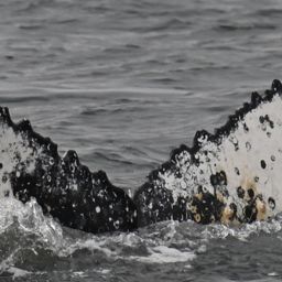 Fluke of HW-MN0805807