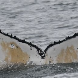 Fluke of HW-MN0805809