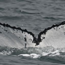 Fluke of HW-MN0805812