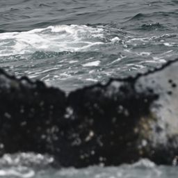 Fluke of HW-MN0805813