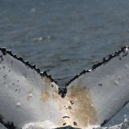 Fluke of HW-MN0805815