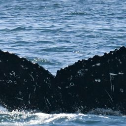 Fluke of HW-MN0805817