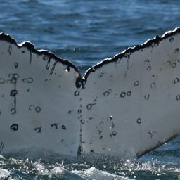Fluke of HW-MN0805818