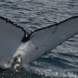 Fluke of HW-MN0805820