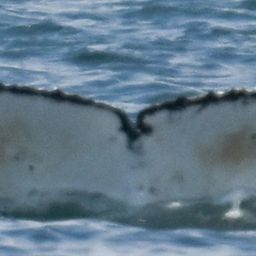 Fluke of HW-MN0805821