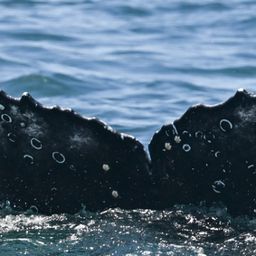 Fluke of HW-MN0805823