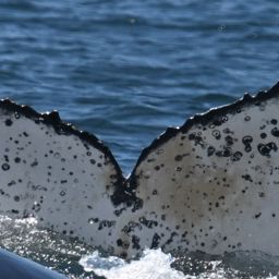 Fluke of HW-MN0805826