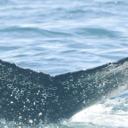 Fluke of HW-MN0805828