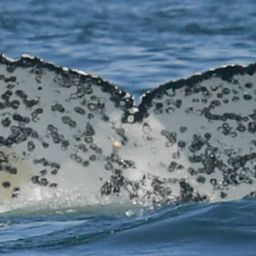 Fluke of HW-MN0805829