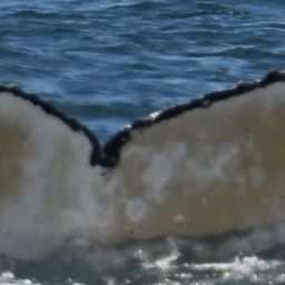 Fluke of HW-MN0805830