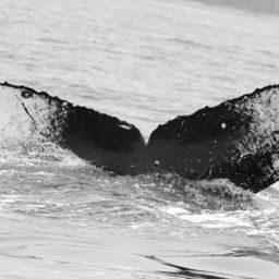 Fluke of CRC-23174