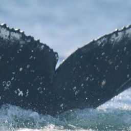 Fluke of HW-MN0805833