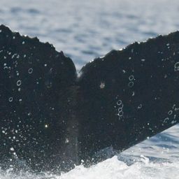 Fluke of HW-MN0805834