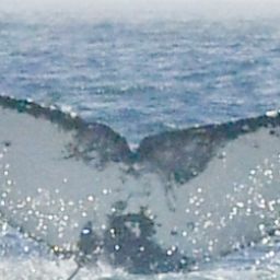 Fluke of HW-MN0805835