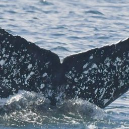 Fluke of HW-MN0805836