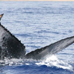 Fluke of BCY0519