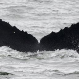 Fluke of CRC-11378