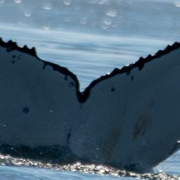 Fluke of HW-MN0805838