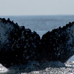 Fluke of HW-MN0805839