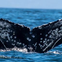 Fluke of HW-MN0805840