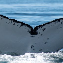 Fluke of HW-MN0805842