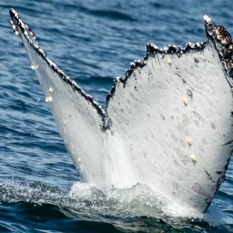 Fluke of HW-MN0805844