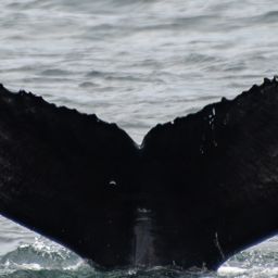 Fluke of HW-MN0805845
