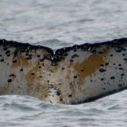 Fluke of HW-MN0805847