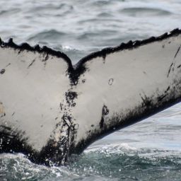 Fluke of HW-MN0805848