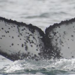Fluke of HW-MN0805851