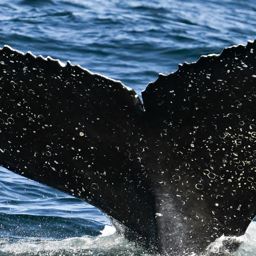 Fluke of HW-MN0805852