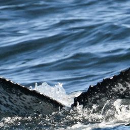 Fluke of HW-MN0805853