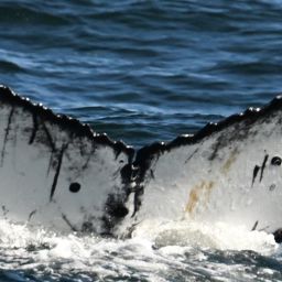 Fluke of HW-MN0805854