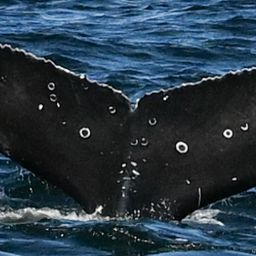 Fluke of HW-MN0805855