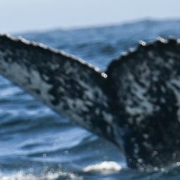 Fluke of HW-MN0805857