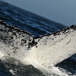 Fluke of HW-MN0805858