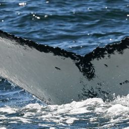 Fluke of HW-MN0805859