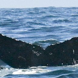 Fluke of HW-MN0805860