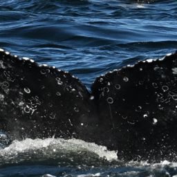 Fluke of HW-MN0805861