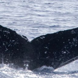 Fluke of HW-MN0440636